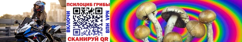 Галлюциногенные грибы Cubensis  сколько стоит  Нижний Новгород 